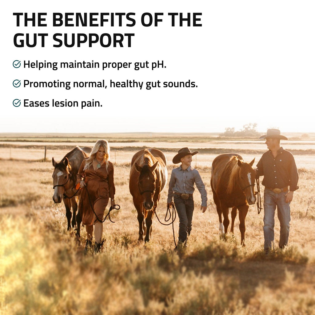 Gut Support for Horses