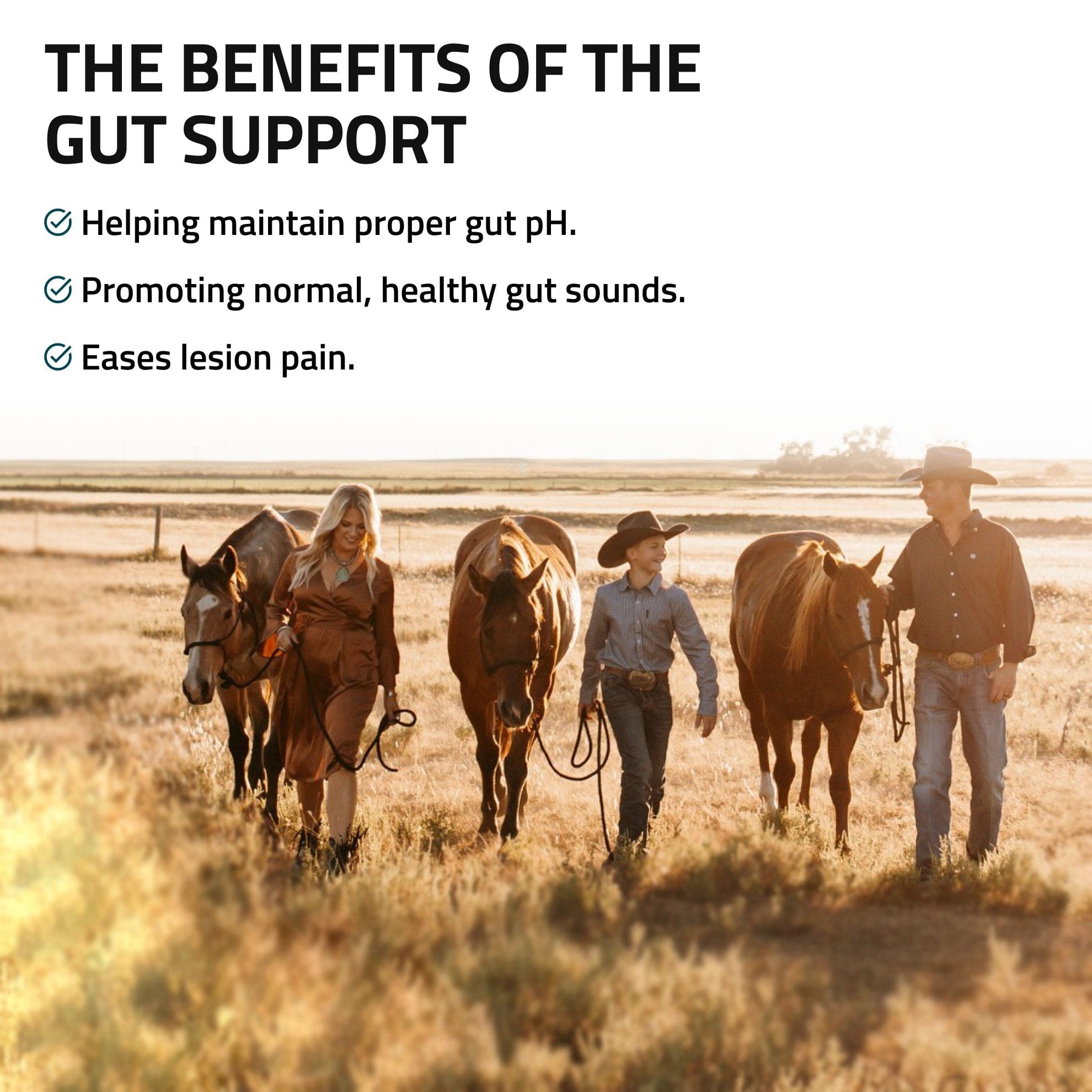 Gut Support for Horses