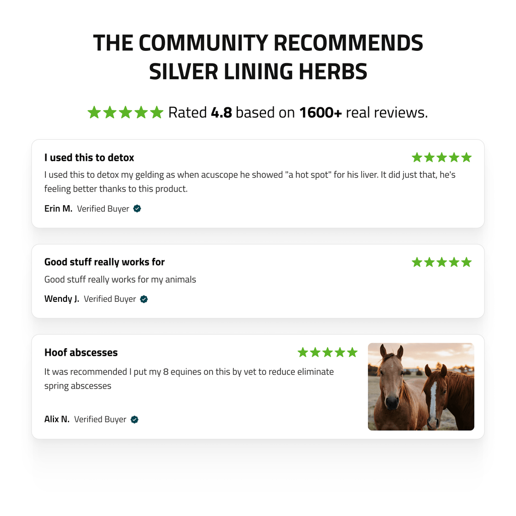 Liver Support for Horses