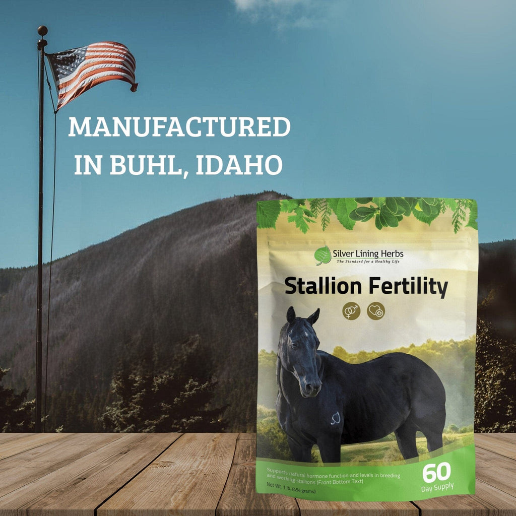 Stallion Fertility For Horses